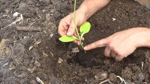 посадить кабачки на грядке