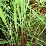 Цитронелла - ароматное растение.