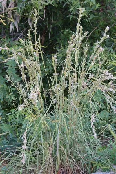 Цитронелла - это трава.