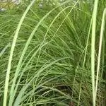 Cymbopogon schoenanthus - многолетнее травянистое растение.