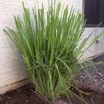 Цитронелла отпугивает комаров