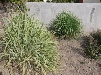 Cymbopogon flexuosus - трава.