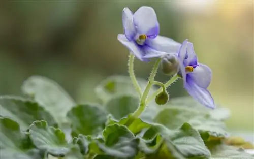 африканская фиалка