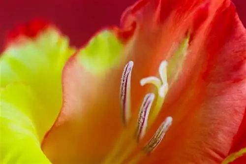 Уход за комнатными гладиолусами