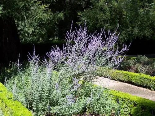 Характеристики Perovskia atriplicifolia