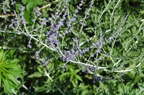 уход Перовския атриплицифолия