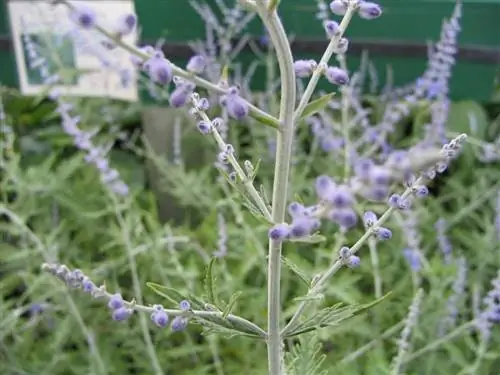 цветы русского шалфея