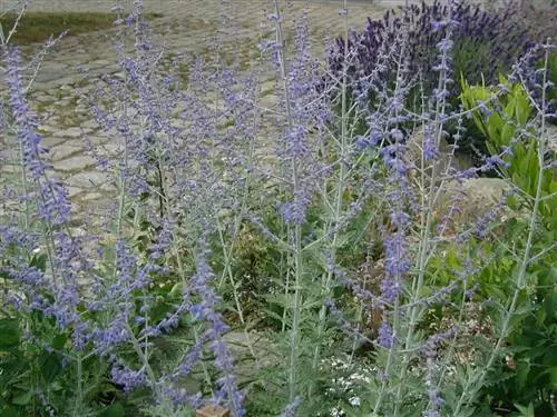 Перовския мелколистная