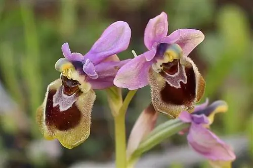 Дикие орхидеи из Испании Ophrys tenthredinifera