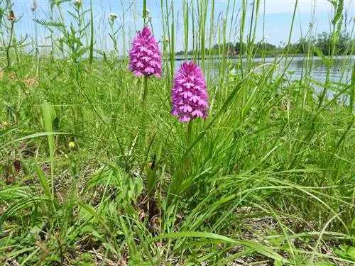 Anacamptis pyralis Дикие орхидеи из Испании