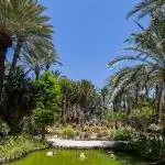 Пальмовая роща Эльче - испанский сад