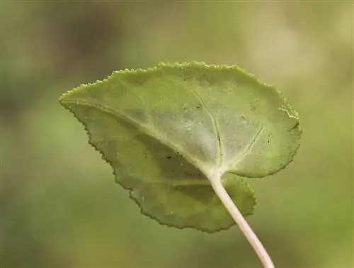 Цикламен может желтеть при чрезмерном поливе.