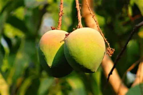 Манго - тропический фрукт