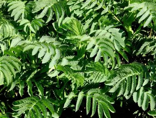 Медовый цветок представляет собой средний куст