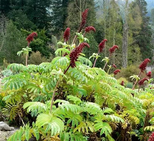 Медовый цветок (Melianthus major)