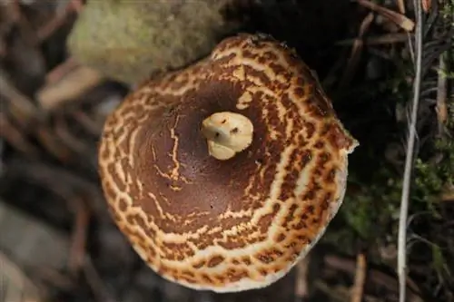 Lepiota castanea имеет коричневую шляпку.