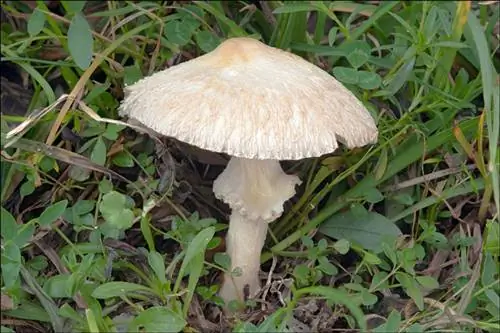 Лепиота - ядовитый гриб