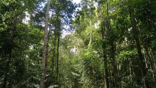 Флора тропиков нуждается во влаге