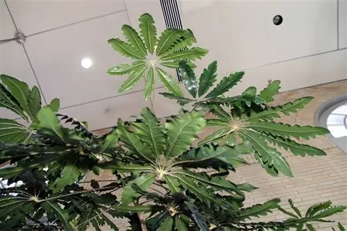 Аралия ложная - кустарниковое растение.