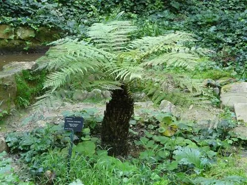 Dicksonia antarctica - древовидный папоротник, который любит тень.
