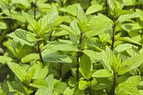 Шоколадная мята (Mentha x piperita 'Citrata')