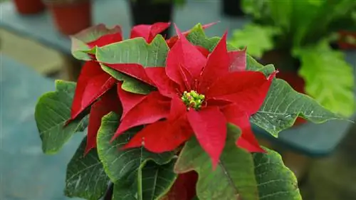 Пуансеттия - это кустарник, который нужно обрезать.