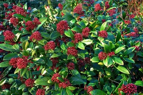 Характеристики Skimmia japonica