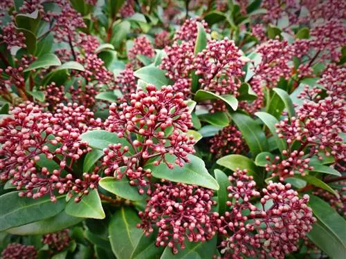 Skimmia japonica: уход