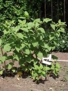 белладонна это растение