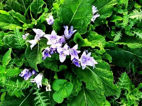 Мандрагора - растение с сиреневыми цветами.