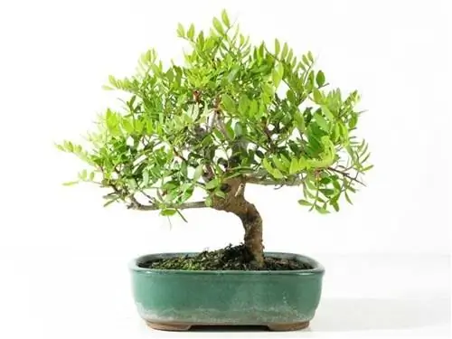 мастика бонсай