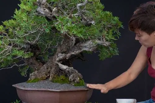 Уход за бонсай из мастики