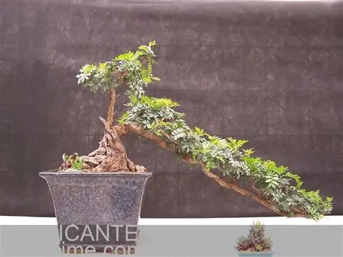 Уход за фисташкой лентиской