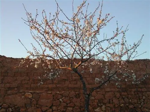 как обрезать миндальное дерево