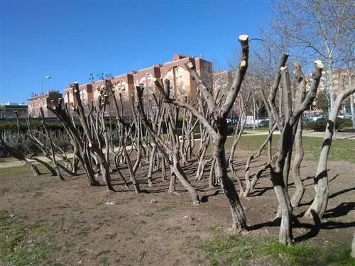 Как обрезать миндальное дерево