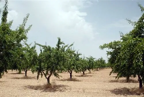 уход за миндальным деревом