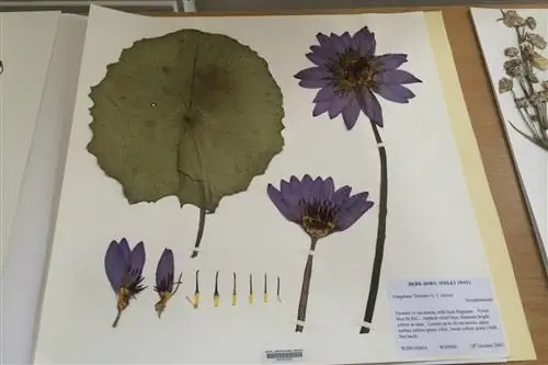 Гербарий - прекрасный декоративный предмет.