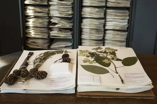 Коллаж и маркировка гербарных растений