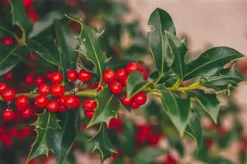 Холли: рождественские растения, которые нужно иметь дома