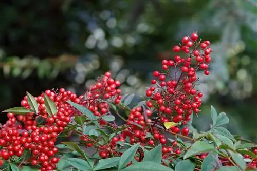 Новогодние растения для дома