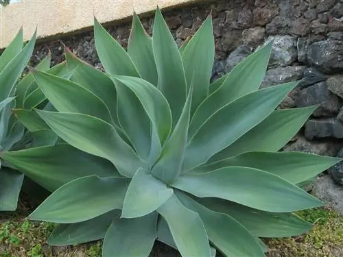 лебединая шея