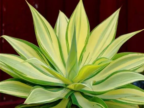 уход за агавой аттенуатой