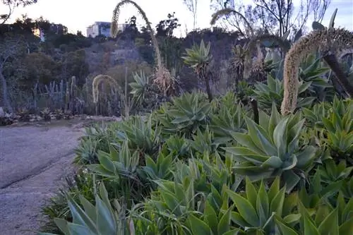 сочные растения