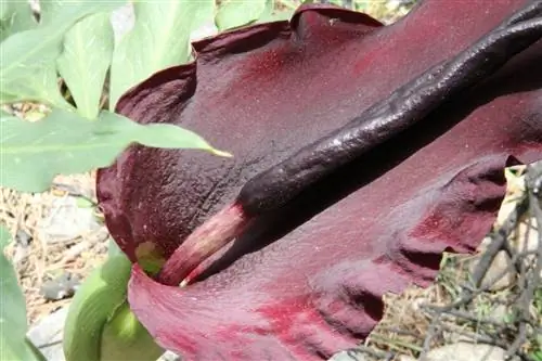Характеристики растения Dracunculus vulgaris