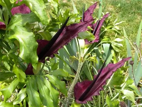 Dracunculus vulgaris: характеристики, выращивание и многое другое