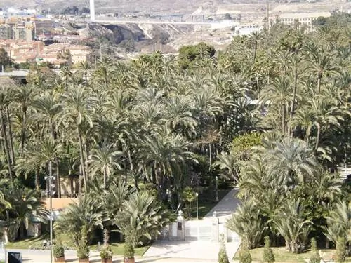 Пальмераль-де-Эльче находится на полуострове.