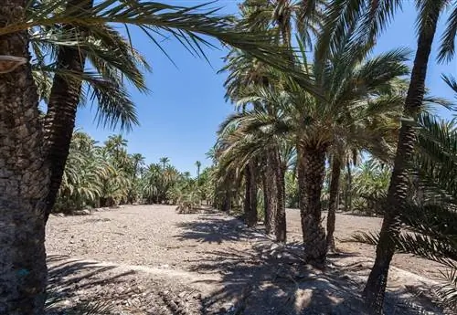 Пальмовая роща Эльче - одна из самых известных