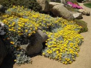 Gazania nivea - травянистое растение.