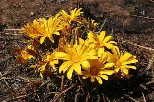 Gazania krebsiana желтая