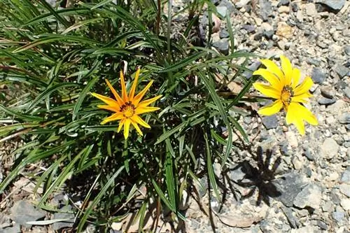 Gazania linearis - цветущее растение.